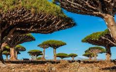 Socotra Island - Heaven Al-Jabri